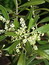 Olea europaea, Olivenbaum, Färbepflanze, Färberpflanze, Pflanzenfarben,  färben, Klostergarten Seligenstadt